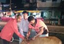 *पशुधन विकास विभाग द्वारा 52 पशुओं को लगाए गए रेडियम बेल्ट*