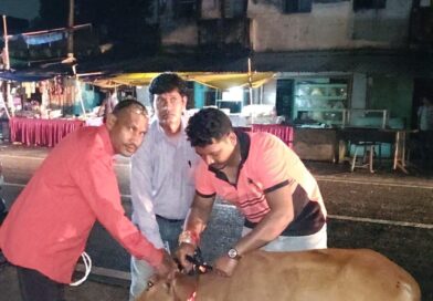 *पशुधन विकास विभाग द्वारा 52 पशुओं को लगाए गए रेडियम बेल्ट*