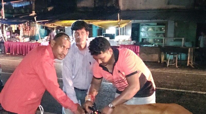 *पशुधन विकास विभाग द्वारा 52 पशुओं को लगाए गए रेडियम बेल्ट*